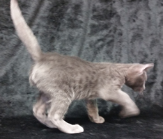 Rare Ocicat Coat Color Blue Ghost Spot Solid Blue Ocicat 