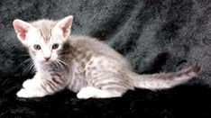 Blue Ocicat Kitten