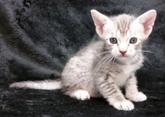 Blue Ocicat Kitten