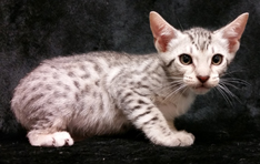 Ebony Silver Ocicat