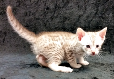Chocolate Silver Ocicat Kitten