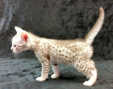 Chocolate Silver Ocicat Kitten