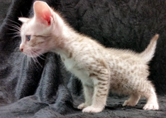 Chocolate Silver Ocicat Kitten