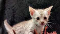 Chocolate Silver Ocicat Kitten