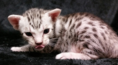 Ebony Silver Ocicat