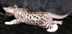 Ebony Silver Ocicat