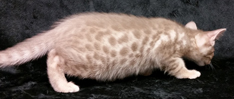 Fawn Ocicat