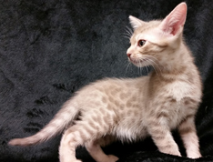 Fawn Ocicat