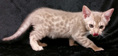 Fawn Ocicat