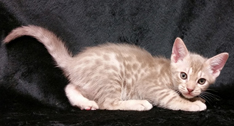 Fawn Ocicat