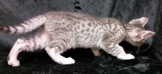 Blue Ocicat Kitten