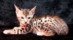 Tawny Ocicat Kitten From Cosmic Spots Ocicats