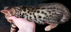 Tawny Ocicat Kitten From Cosmic Spots Ocicats