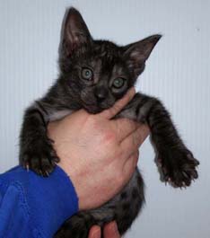 Rare Ocicat Coat Color Ebony Smoke Ocicat Kitten