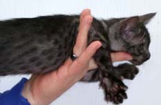 Rare Ocicat Coat Color Ebony Smoke Ocicat Kitten