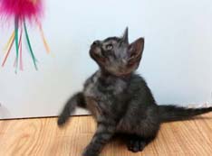 Rare Ocicat Coat Color Ebony Smoke Ocicat Kitten