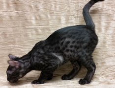 Rare Ocicat Coat Color Ebony Smoke Ocicat Kitten