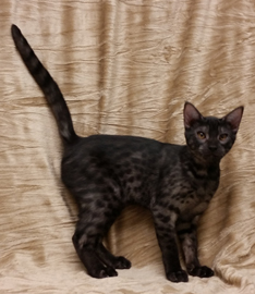 Rare Ocicat Coat Color Ebony Smoke Ocicat Kitten