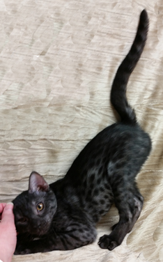 Rare Ocicat Coat Color Ebony Smoke Ocicat Kitten