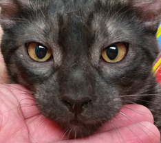 Rare Ocicat Coat Color Ebony Smoke Ocicat Kitten