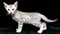 Chocolate Silver Ocicat