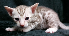 Chocolate Silver Ocicat