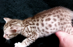 Chocolate Silver Ocicat