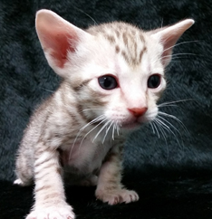 Chocolate Silver Ocicat