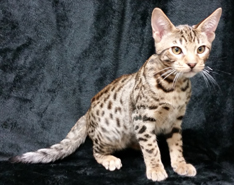 Tawny Ocicat Kitten From Cosmic Spots Ocicats