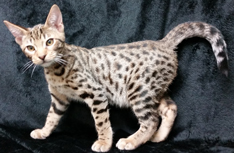 Tawny Ocicat Kitten From Cosmic Spots Ocicats