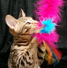 Tawny Ocicat Kitten From Cosmic Spots Ocicats