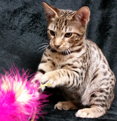 Tawny Ocicat Kitten From Cosmic Spots Ocicats