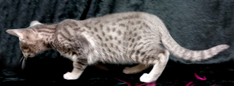 Blue Ocicat