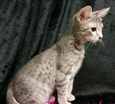 Blue Ocicat