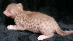 Chocolate Spotted Ocicat Hypoallergenic Kittens 