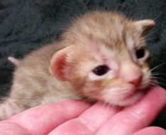 Chocolate Spotted Ocicat Hypoallergenic Kittens 