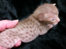 Chocolate Spotted Ocicat Hypoallergenic Kittens 