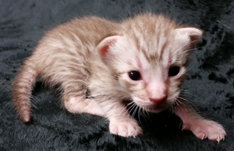 Chocolate Silver Ocicat For Adoption