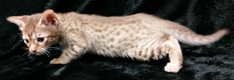 Chocolate Spotted Ocicat Hypoallergenic Kittens 