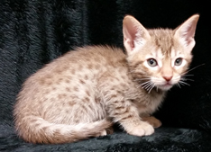 Chocolate Spotted Ocicat Hypoallergenic Kittens 