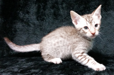 Chocolate Silver Ocicat For Adoption