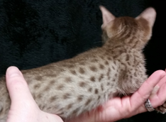 Chocolate Spotted Ocicat Hypoallergenic Kittens 