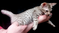 Chocolate Silver Ocicat For Adoption