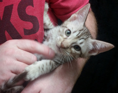 Chocolate Silver Ocicat For Adoption