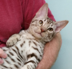 Chocolate Silver Ocicat For Adoption