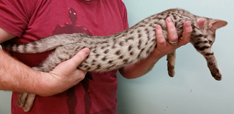 Chocolate Silver Ocicat For Adoption