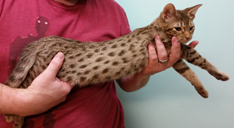 Chocolate Spotted Ocicat Hypoallergenic Kittens 