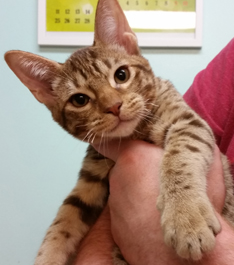 Chocolate Spotted Ocicat Hypoallergenic Kittens 