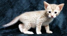 Cinnamon Ocicat For Adoption