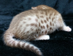 Female Chocolate Ocicat Kitten